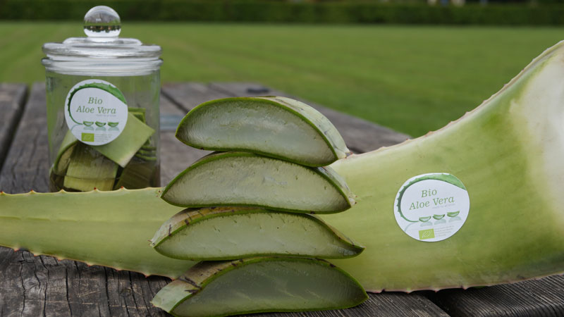 aloe-vera-leave